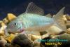 Сомик смарагдовый (Brochis splendens)
