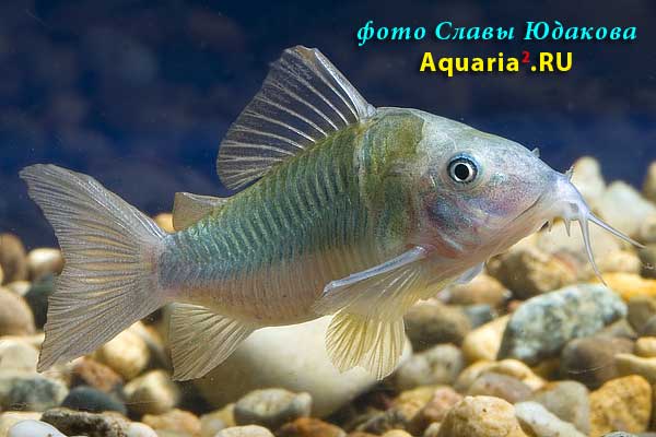 Сомик смарагдовый (Brochis splendens)