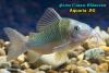 Сомик смарагдовый (Brochis splendens)