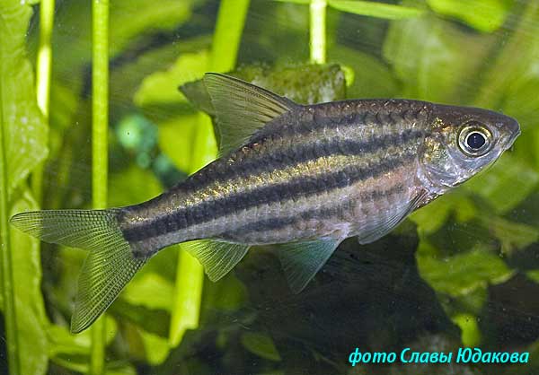 Puntius lineatus, полосатый барбус