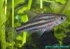 Puntius lineatus, полосатый барбус