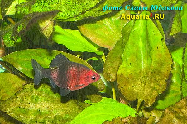 Puntius nigrofasciatus, черный барбус, самец