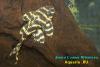 Hypancistrus sp.Xingu L333