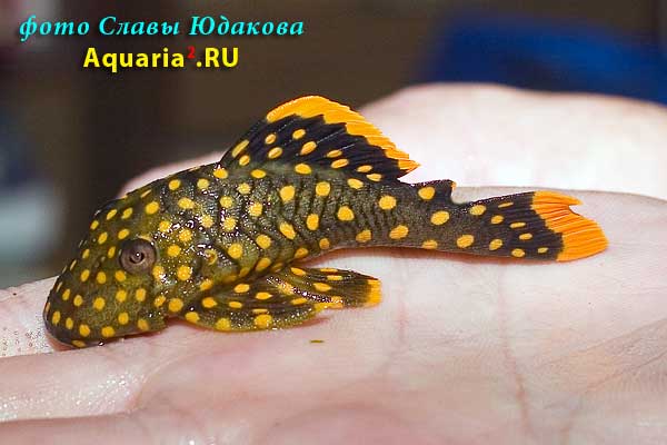 Baryancistrus sp.Iriri/Yellow L177