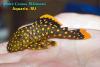 Baryancistrus sp.Iriri/Yellow L177