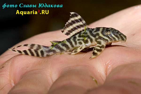 Hypancistrus sp.King Tiger L66