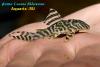 Hypancistrus sp.King Tiger L66