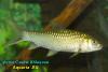 Barbus congovittatus Zaire