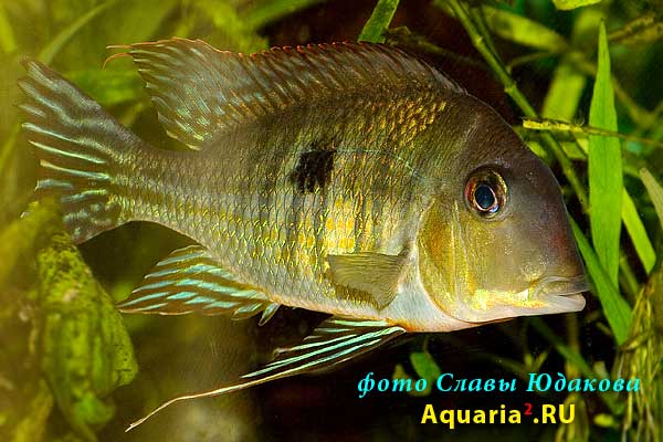 Геофагус оранжевоголовый (Geophagus sp. "Tapajos Orange head")