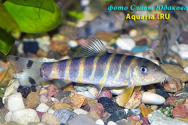 Botia dario