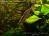 Caridina babaulti 'Malaya'