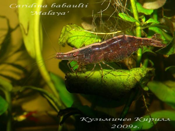 Caridina babaulti 'Malaya'