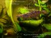 Caridina babaulti 'Malaya'