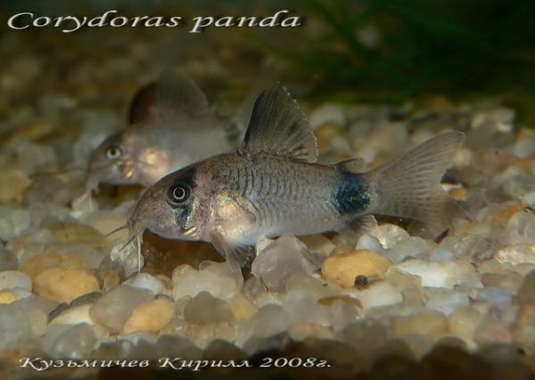 Corydoras panda