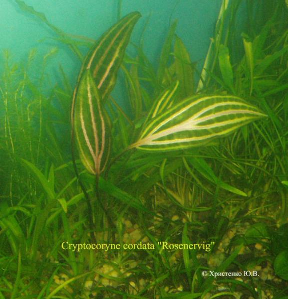 Cryptocoryne cordata khRosenervig