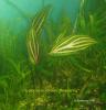 Cryptocoryne cordata khRosenervig