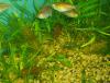 Cryptocoryne hudoroi