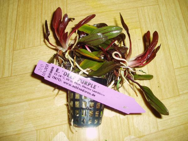 Echinodorus Deep Purple сухая форма