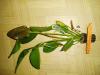 Echinodorus Sun Set sushniak
