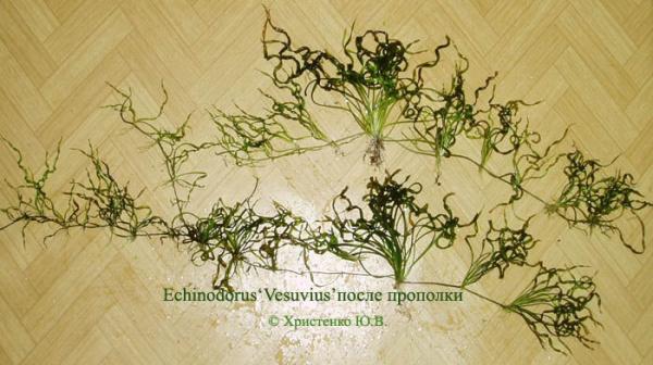 Echinodorus Vesuvius
