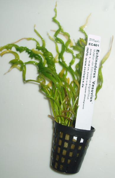 Echinodorus Vesuvius сухая форма