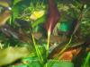 Echinodorus Aflame