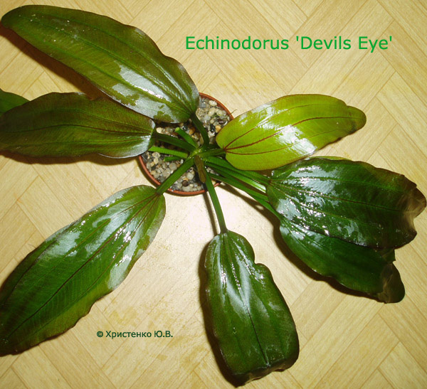 Echinodorus Devils Eye