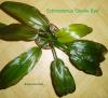 Echinodorus Devils Eye