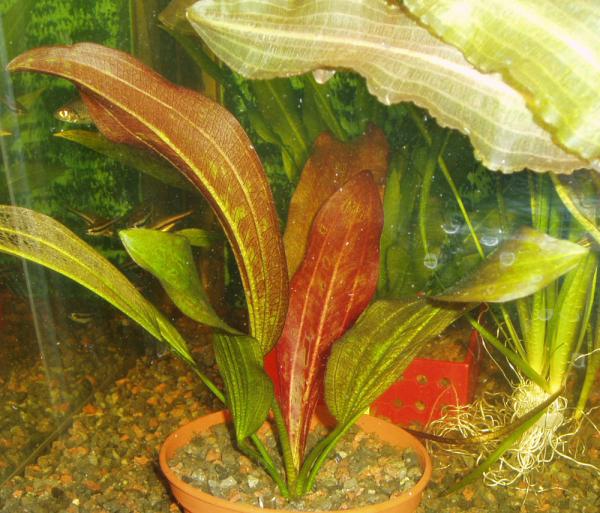 Echinodorus Paul Kloecker