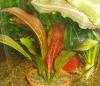 Echinodorus Paul Kloecker