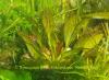 Echinodorus Rainers Kitty