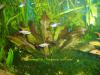 Echinodorus Red Flame