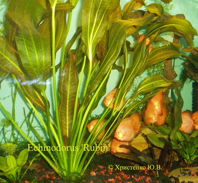 Echinodorus Rubin
