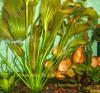 Echinodorus Rubin