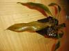 Echinodorus TORNADO DSCHUNGELSTAR14