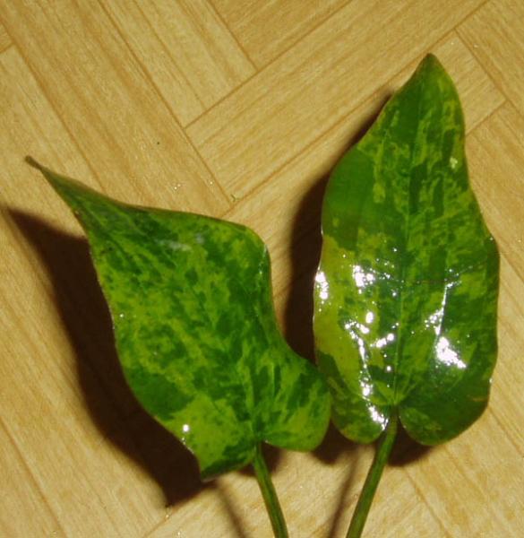Echinodorus Tatiana