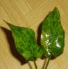Echinodorus Tatiana