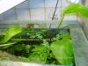 Echinodorus cordifolius Marble Queen