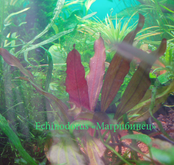 Echinodorus "Магрибинец"