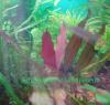 Echinodorus "Магрибинец"