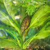 Echinodorus х Green Flame
