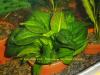 Echinodorus parviflorus xTropika