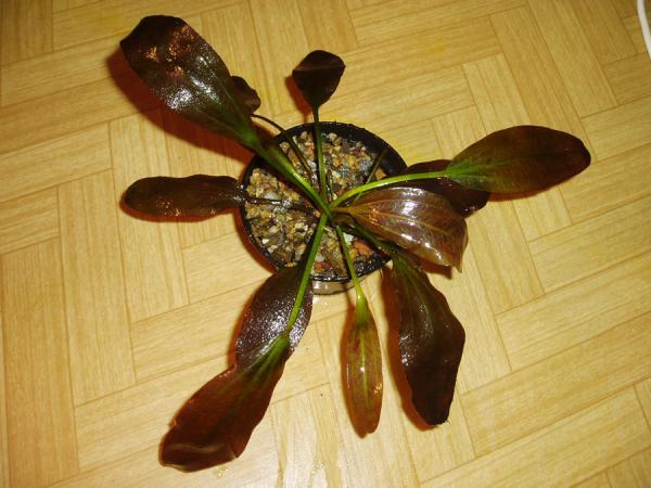 Echinodorus uschtu