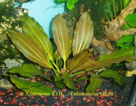 Echinodorus xRoze