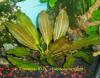 Echinodorus xRoze