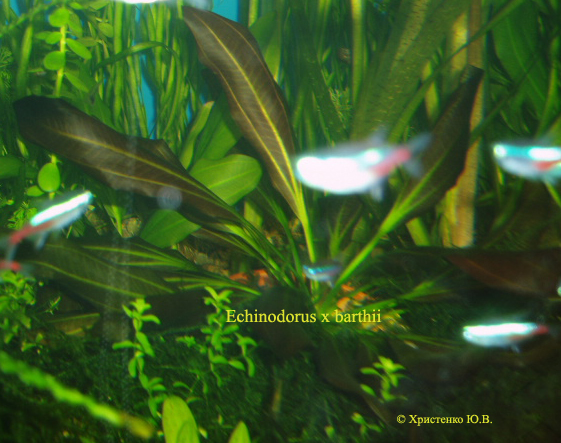 Echinodorus x barthii