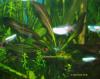 Echinodorus x barthii
