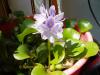 Eichhornia crassipes