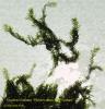 Fissidens fontanus