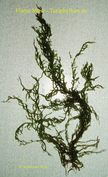 Flame Moss - Taxiphyllum sp.
